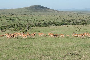 YHA Kenya Travel, Kenya Safaris, Holidays, Kenya Adventure Safaris, Kenya Budget Safaris, Wildlife Safaris, Masai Mara Safari.