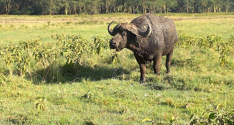 YHA Kenya Travel Wildlife Safari11