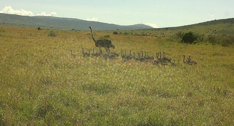 YHA Kenya Travel Wildlife Safari17