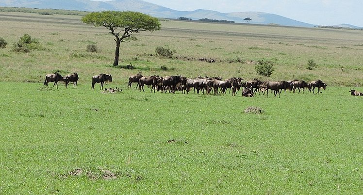 The Great Migration Kenya Safari, Wildebeest Migration, YHA Kenya Travel, (8)