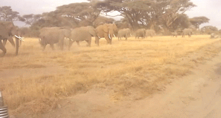 YHA Kenya Travel Wildlife Safari21