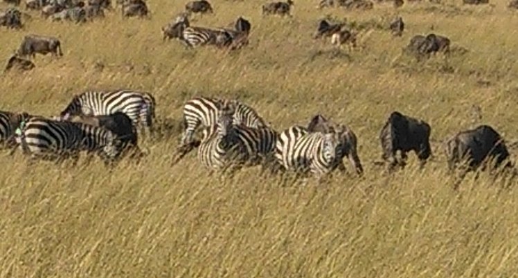 YHA Kenya Travel, Kenya Safaris, Wildebeest Migration Safaris, Wildlife Safaris, Small Group Safaris, Kenya Migration Safaris, Kenya Balloon Safari (13)