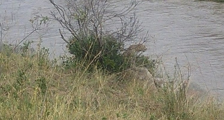 YHA Kenya Travel, Kenya Safaris, Wildebeest Migration Safaris, Wildlife Safaris, Small Group Safaris, Kenya Migration Safaris, Kenya Balloon Safari (11)