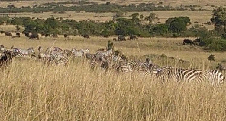 YHA Kenya Travel, Kenya Safaris, Wildebeest Migration Safaris, Wildlife Safaris, Small Group Safaris, Kenya Migration Safaris, Kenya Balloon Safari (12)