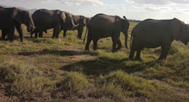 YHA Kenya Travel Wildlife Safari24