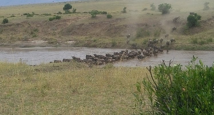 YHA Kenya Travel, Kenya Safaris, Wildebeest Migration Safaris, Wildlife Safaris, Small Group Safaris, Kenya Migration Safaris, Kenya Balloon Safari (9)