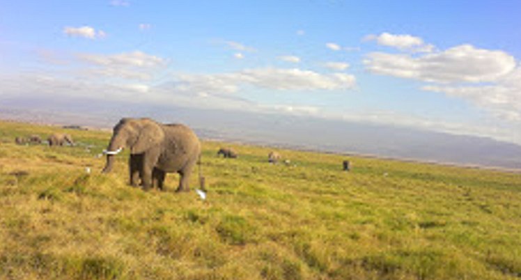 YHA Kenya Travel Wildlife Safari23