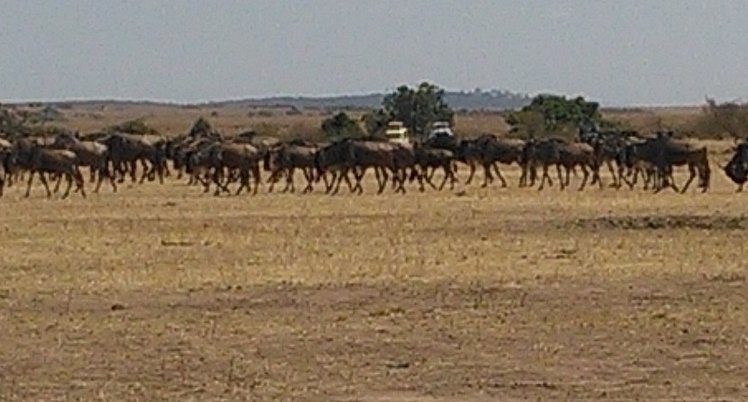YHA Kenya Travel, Kenya Safaris, Wildebeest Migration Safaris, Wildlife Safaris, Small Group Safaris, Kenya Migration Safaris, Kenya Balloon Safari (7)