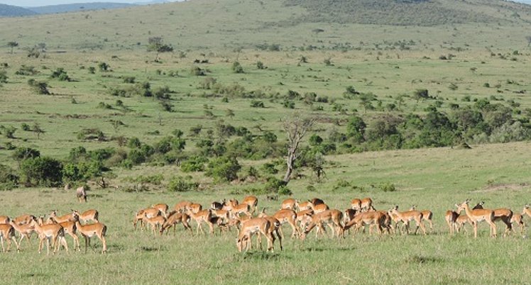 YHA Kenya Travel, Kenya Safaris, Holidays, Kenya Adventure Safaris, Kenya Budget Safaris, Wildlife Safaris, Masai Mara Safari. (2)
