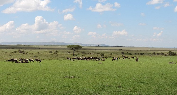 The Great Migration Kenya Safari, Wildebeest Migration, YHA Kenya Travel, (2)
