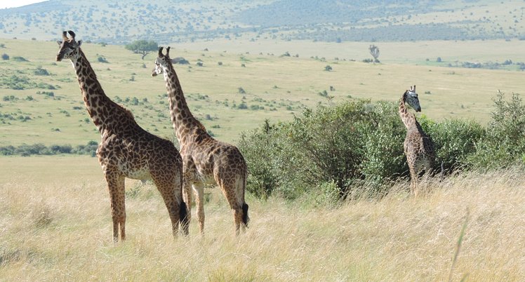 YHA Kenya Travel, Safaris in Kenya, best safaris in Kenya, safaris in Kenya and Tanzania tours, best luxury safaris in Kenya, top safaris in Kenya, day safaris in Ken (7)