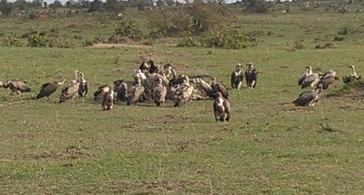 YHA Kenya Travel Tours And Safaris, Kenya Safaris, Kenya Holidays, Mount Kenya Climbing, Kenya Hot Air Balloon Safari, Cheap Safaris Kenya, Small Group Adventure (5)
