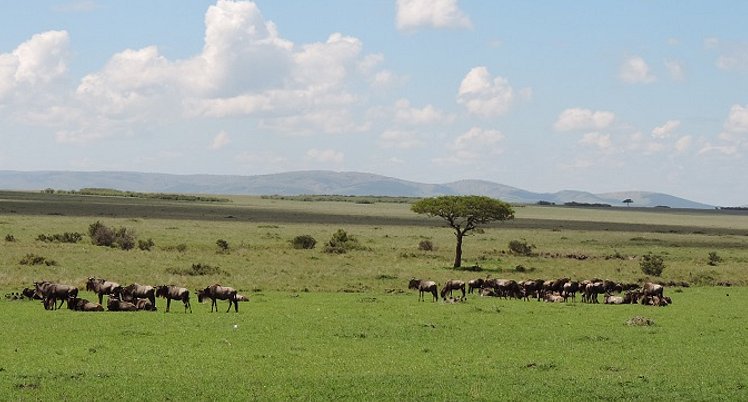 The Great Migration Kenya Safari, Wildebeest Migration, YHA Kenya Travel, (3)