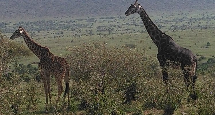 YHA Kenya Travel, Giraffes Roaming the Samburu Natinal Reserve