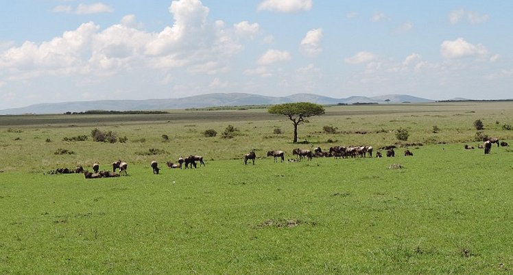 The Great Migration Kenya Safari, Wildebeest Migration, YHA Kenya Travel, (11)