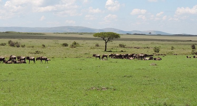 The Great Migration Kenya Safari, Wildebeest Migration, YHA Kenya Travel, (4)