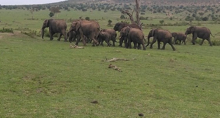 YHA Kenya Travel Tours And Safaris, Kenya Safaris, Kenya Holidays, Mount Kenya Climbing, Kenya Hot Air Balloon Safari, Cheap Safaris Kenya, Small Group Adventure (2)