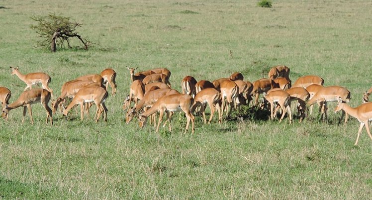YHA Kenya Travel, Kenya Safaris, Holidays, Kenya Adventure Safaris, Kenya Budget Safaris, Wildlife Safaris, Masai Mara Safari. (4)