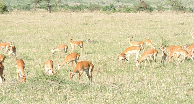 YHA Kenya Travel, Kenya Safaris, Holidays, Kenya Adventure Safaris, Kenya Budget Safaris, Wildlife Safaris, Masai Mara Safari. (7)