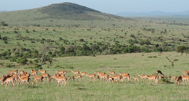 YHA Kenya Travel, Kenya Safaris, Holidays, Kenya Adventure Safaris, Kenya Budget Safaris, Wildlife Safaris.