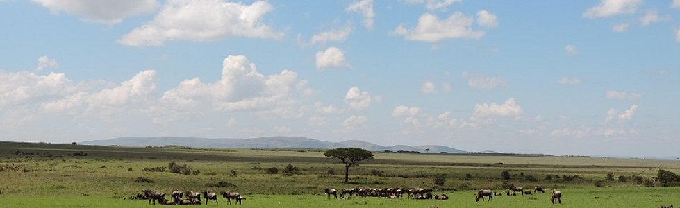 The Great Migration Kenya Safari, Wildebeest Migration, YHA Kenya Travel,